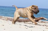 SHAR-PEI 165